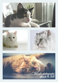 Cats photo grid