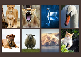 Animal movie collage