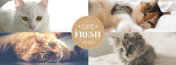 Cat Facebook Cover Photo Template
