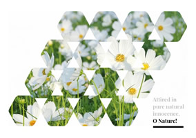 Modern flower collage