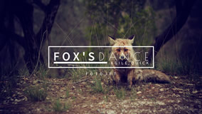 Little Fox YouTube Channel Art