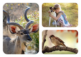 Animal Collage