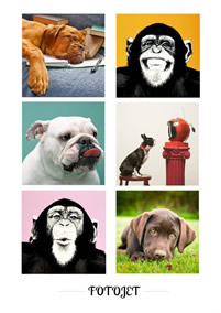 Grid animal collage