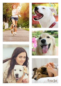 Dog photo grid