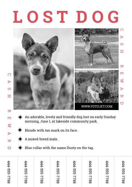 Cash Reward Lost Dog Flyer Template Template | FotoJet