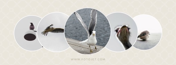 Cute Bird Facebook Cover Photo Template